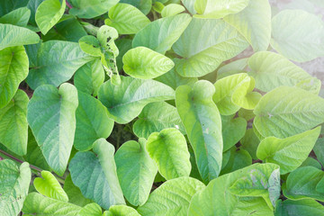 Wall Mural - green leaves and sunny in the morning.
