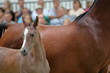 Jasnobrązowy źrebak (górna część ciała), za nim brązowej maści klacz, matka, w tle, we wnętrzu, grupa widzów (nieostry widok) ogląda pokaz koni 