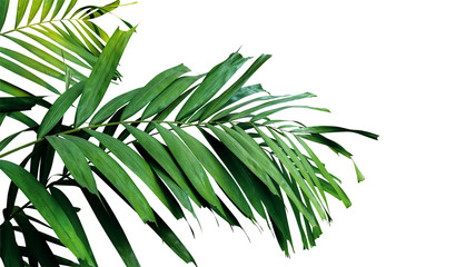 Palm leaves, tropical rainforest foliage plant isolated on white background, clipping path included.