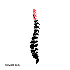 Sticker - Vector human spine structure