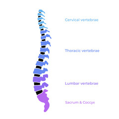 Poster - Vector human spine structure