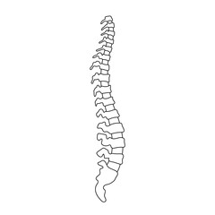 Poster - Vector human spine  illustration