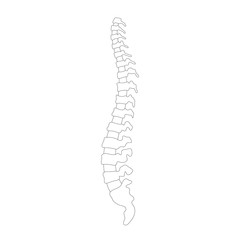 Poster - Vector human spine illustration