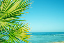 Beautiful Palm Tree On The Sea Shore Background