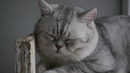 Poster - Cute cat lyning on wooden shelf under light from a window slow motion 