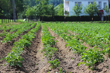 A small plantation of bushes of a young carofel on the backyard. Cultivation of agricultural crops. Seasonal plants for cooking. Hunger and food for the population. Green economy.