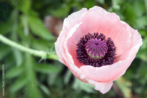 Fotografía Close up of the oriental poppy papaver orientale `Princess Victoria Louise´