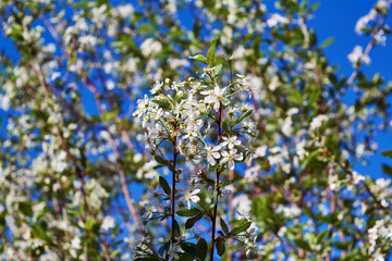 Branches of a cherry tree with blossoming white flowers. On a blurred background other tree branches and blue sky. Spring flowering of fruit trees and plants. In the foreground are two branches.