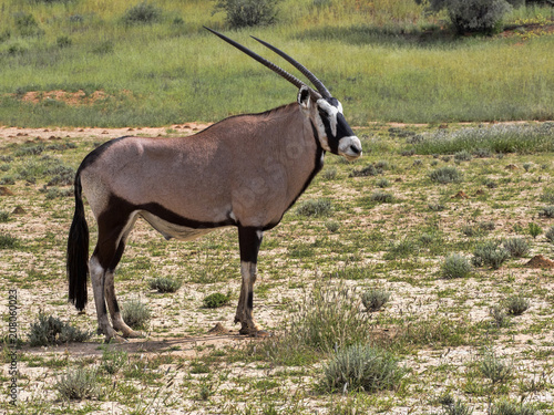 Gemsbok Oryx Gazella Gazela Kalahari South Africa Buy This Stock Photo And Explore Similar Images At Adobe Stock Adobe Stock