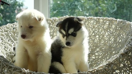 Poster - Group of siberian husky puppies sitting on white wicker chair under sunlight slow motion 