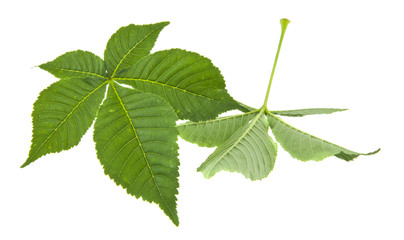 Poster - green leaves of chestnut isolated on white background