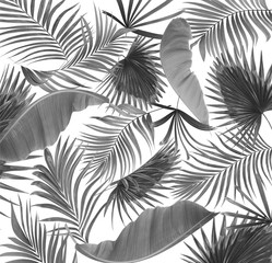  black leaves of palm tree on white background