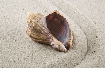 A shell on the sand for relaxation as a background