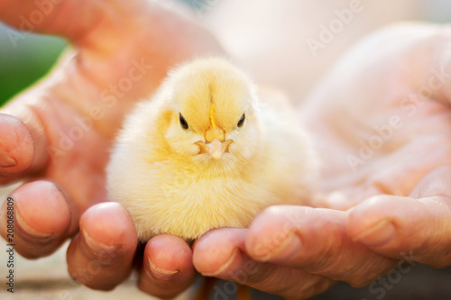 Cuadros en Lienzo Small yellow chick in hands of woman. Protecting little ones_