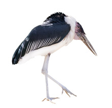 Marabou Stork Isolated On White
