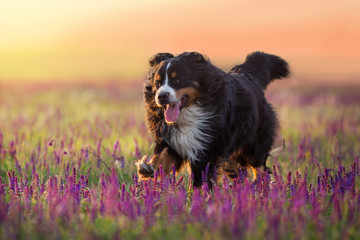 Wall Mural - Bernese Mountain Dog run in violet flowers field at sunset light