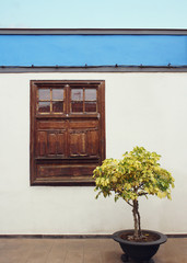 Beautiful detail of a typical facade of a small house with window and a plant in Garachico, Tenerife, Canary Island