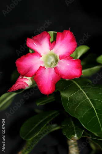 Adenium Obesum Rose Du Désert Fleur Caudex Plante Grasse