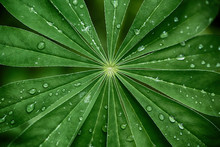 Large, Green Leaves Of Lupine (Lupinus Polyphyllus) Covered With Drops Of Dew