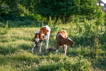 Two beautiful calves grazing in the meadow at sunset