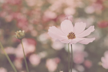 Wall Mural - cosmos flowers vintage tone nature