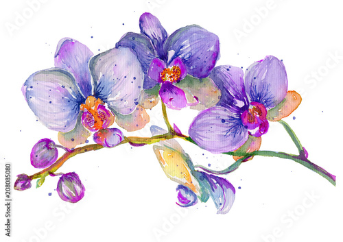 Dekoracja na wymiar  akwarela-galaz-orchidei-na-bialym-tle