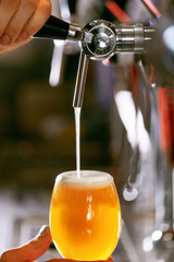 Wall Mural - Draught Beer. Closeup Pouring Fresh Beer In Glass