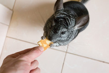 Cute Fluffy Grey Chinchilla Is Sitting On The Beige Floor In The Apartment. Home Lovely Pet Is Eating From Man's Hand.