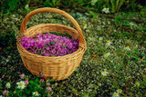 Fototapeta Lawenda - Flowers willow tea flowers in a basket on the grass