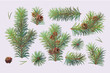 vector christmas evergreen pine tree branch set
