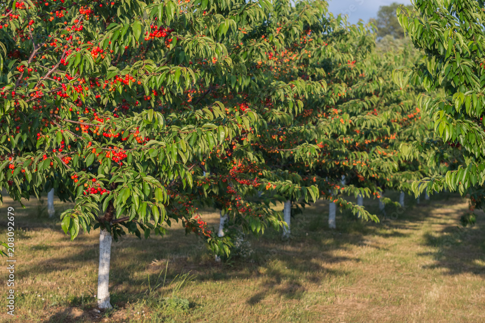 red-sweet-cherry-trees-with-ripening-cherries-in-orchard-on-sunset-agricultural-concept