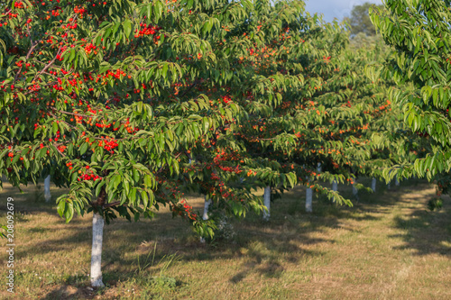 red-sweet-cherry-trees-with-ripening-cherries-in-orchard-on-sunset-agricultural-concept