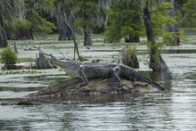 An Alligator In Lake Martin, Breaux Bridge, Louisiana, USA