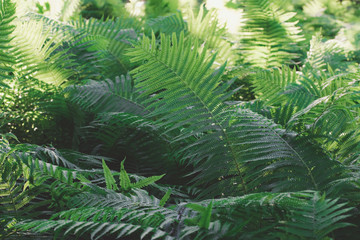 fern