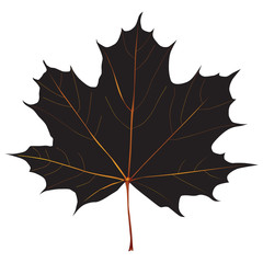 Wall Mural - Black maple leaf