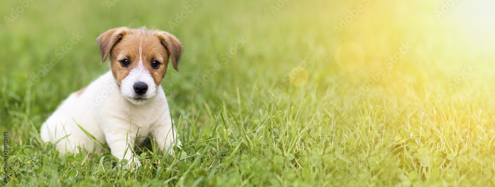 Website banner of a happy dog puppy as sitting in the grass - obrazy, fototapety, plakaty 
