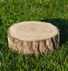 Wall Mural - big tree trunk cut in the grass. textured surface with rings and cracks. flat smooth empty platform.