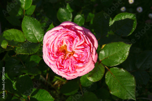 Rose Rosen Garten Kaufen Sie Dieses Foto Und Finden Sie Ahnliche