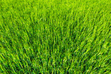 Wall Mural - Background of grass field, green texture of crop with barley