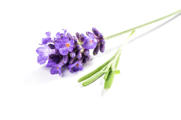 Canvas Print - Lavender flower white background macro