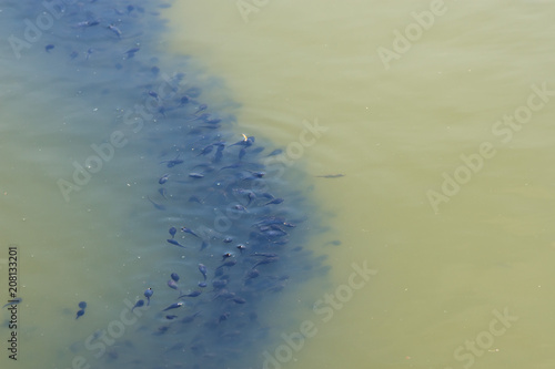 Fotografia, Obraz large quantity of tadpole shrimp on water surface