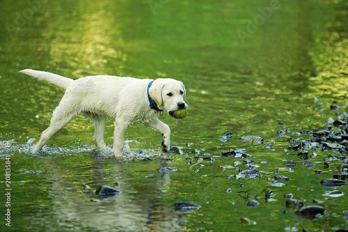 labrador golden river