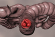 Hemorrhoids, bottom view of hemorrhoic nodules inside anus, large and small intestine are also shown, 3D illustration