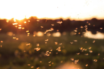 Wall Mural - beautiful light seeds of a dandelion flower circling in the air on the background of the sunset sky on a summer