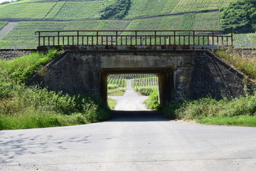 Wall Mural - Weg durch Weinberge