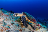 Fototapeta  - Hawksbill Sea Turtle feeding on a tropical coral reef