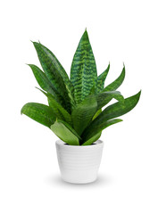 houseplant - young sansevieria a potted plant isolated over white