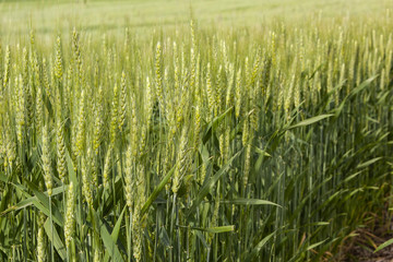 Poster - Polinating green winter wheat heads, stems and leaves.