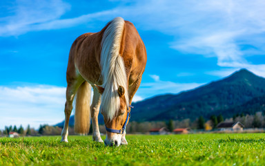 healthy horse in pasture