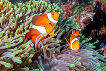 Beautiful Clownfish On A Tropical Coral Reef